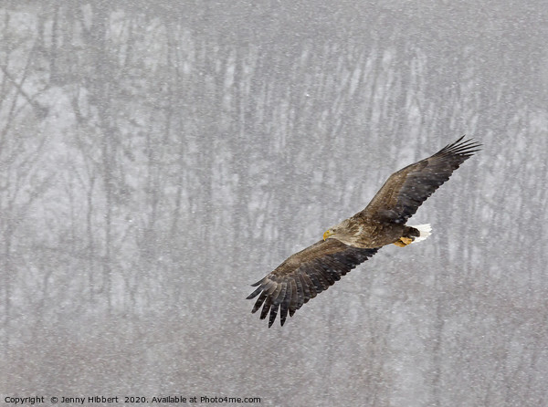 White tailed eagle flying through snow in Hokkaido Picture Board by Jenny Hibbert