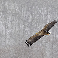 Buy canvas prints of White tailed eagle flying through snow in Hokkaido by Jenny Hibbert