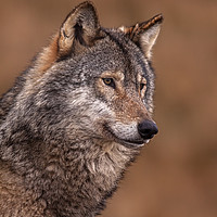 Buy canvas prints of Portrait of a Wolf by Jenny Hibbert
