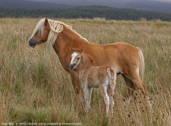 Mare with young foal Picture Board by Jenny Hibbert