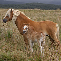 Buy canvas prints of Mare with young foal by Jenny Hibbert