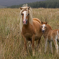 Buy canvas prints of Foal with Mare  by Jenny Hibbert