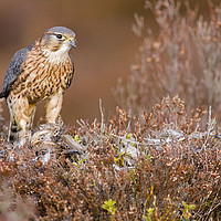Buy canvas prints of Merlin in the heather by Jenny Hibbert