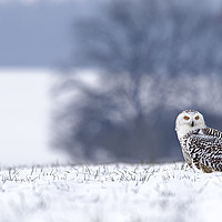 Buy canvas prints of Immature female Snowy Owl by Jenny Hibbert
