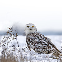 Buy canvas prints of Snowy Owl by Jenny Hibbert