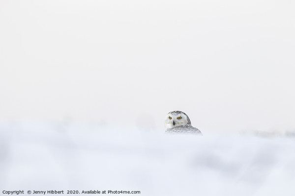 Snowy Owl in deep snow Picture Board by Jenny Hibbert