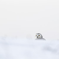 Buy canvas prints of Snowy Owl in deep snow by Jenny Hibbert