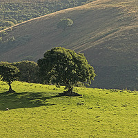 Buy canvas prints of Trees in field Exmoor Somerset by Jenny Hibbert