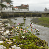 Buy canvas prints of Flowers on the wall with Lynmouth harbour  by Jenny Hibbert
