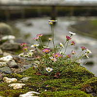 Buy canvas prints of Flowers on the wall with river Lyn  by Jenny Hibbert