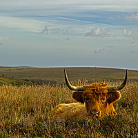 Buy canvas prints of Exmoor Highland cow lying in the grasses by Jenny Hibbert