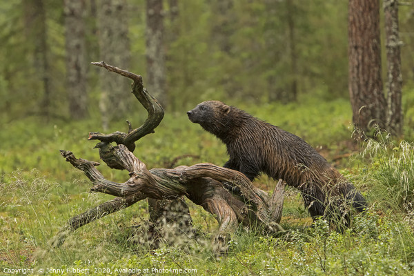 Wolverine in tundra Finland Picture Board by Jenny Hibbert