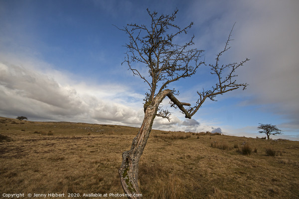 Trees on top of Ystradfellte in the Brecon beacons Picture Board by Jenny Hibbert
