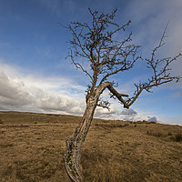Buy canvas prints of Trees on top of Ystradfellte in the Brecon beacons by Jenny Hibbert