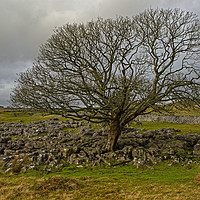 Buy canvas prints of Large tree growing in the limestone above Ystradfe by Jenny Hibbert