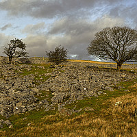 Buy canvas prints of Trees growing in the limestone by Jenny Hibbert