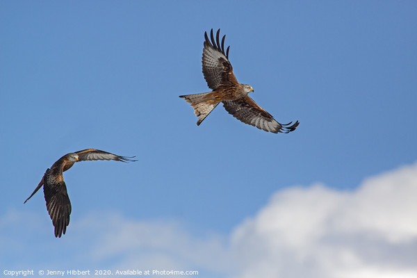 Two Red Kites in flight Picture Board by Jenny Hibbert