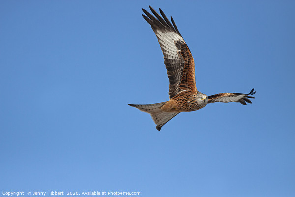 Red Kite hunting Picture Board by Jenny Hibbert