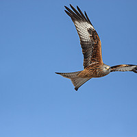 Buy canvas prints of Red Kite hunting by Jenny Hibbert