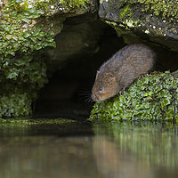 Buy canvas prints of Water Vole about to enter water by Jenny Hibbert
