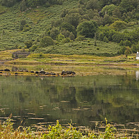 Buy canvas prints of View across Loch Sunart Scotland by Jenny Hibbert