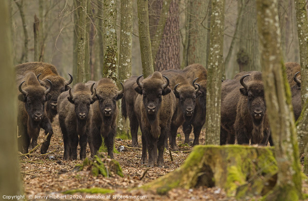 Herd of Wild European Bison Picture Board by Jenny Hibbert