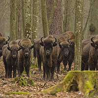 Buy canvas prints of Herd of Wild European Bison by Jenny Hibbert