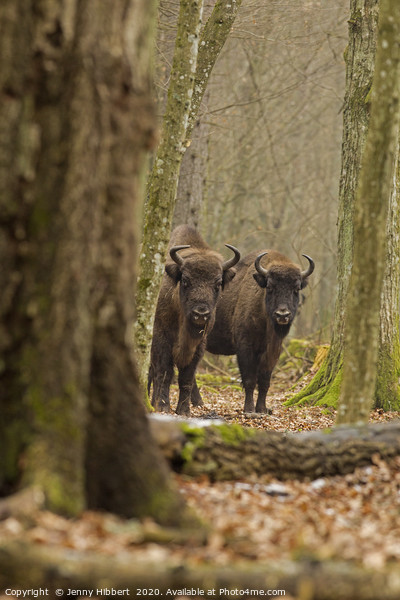 Wild European Bison peering out of forest Bialowie Picture Board by Jenny Hibbert