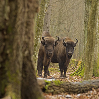Buy canvas prints of Wild European Bison peering out of forest Bialowie by Jenny Hibbert