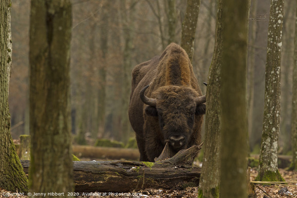 Large European Bison in Bialowieza Poland Picture Board by Jenny Hibbert