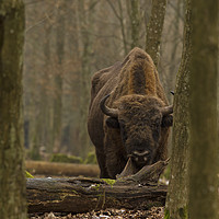 Buy canvas prints of Large European Bison in Bialowieza Poland by Jenny Hibbert