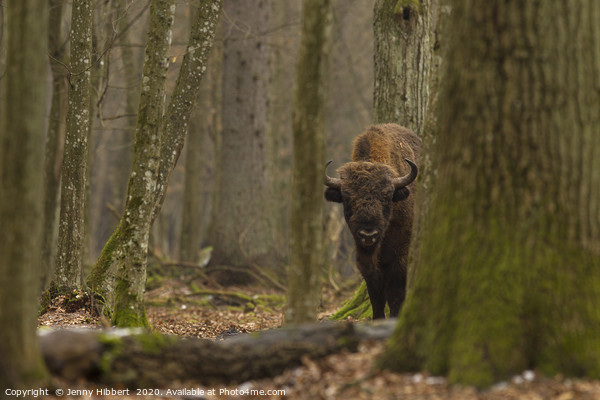 European Bison staring in Bialowieza forest Poland Picture Board by Jenny Hibbert