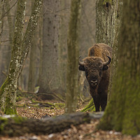 Buy canvas prints of European Bison staring in Bialowieza forest Poland by Jenny Hibbert
