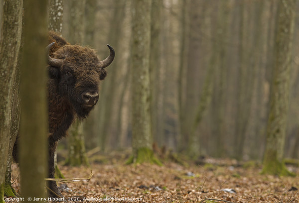 Large European Bull Bison in Bialowieza forest Pol Picture Board by Jenny Hibbert