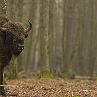 Buy canvas prints of Large European Bull Bison in Bialowieza forest Pol by Jenny Hibbert