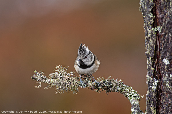 Crested Tit perched on lichen branch, Scotland Picture Board by Jenny Hibbert