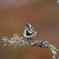 Buy canvas prints of Crested Tit perched on lichen branch, Scotland by Jenny Hibbert