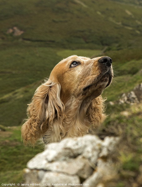 Cocker Spaniel looking attentively on the coast of Picture Board by Jenny Hibbert