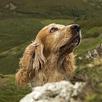 Buy canvas prints of Cocker Spaniel looking attentively on the coast of by Jenny Hibbert