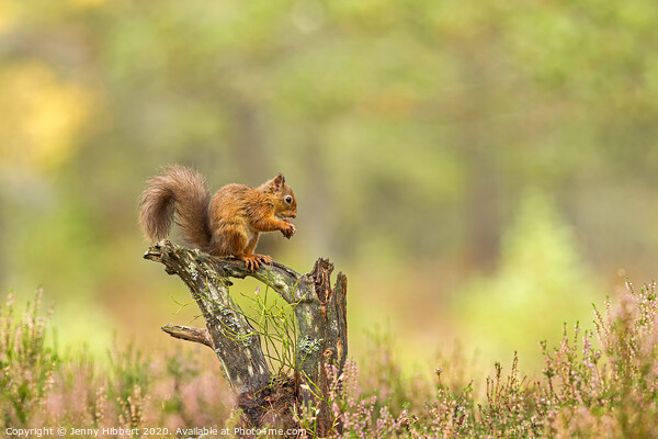 Red Squirrel feeding on a tree stump Picture Board by Jenny Hibbert