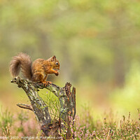 Buy canvas prints of Red Squirrel feeding on a tree stump by Jenny Hibbert