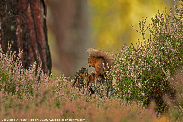 Red Squirrel framed by the heather Picture Board by Jenny Hibbert