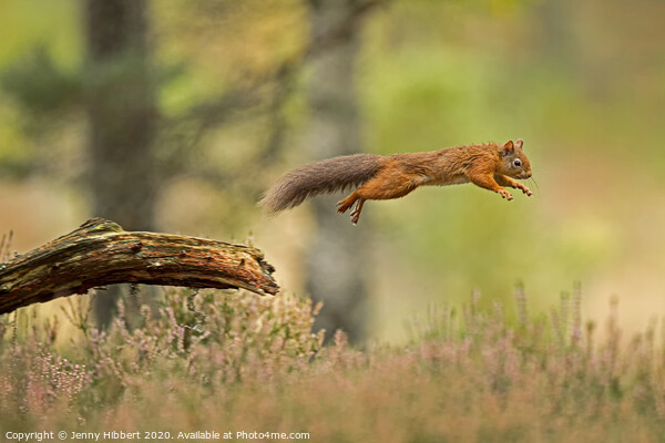 Red Squirrel leaping across a branch Picture Board by Jenny Hibbert