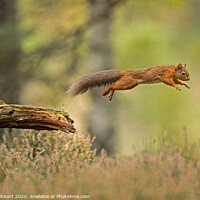 Buy canvas prints of Red Squirrel leaping across a branch by Jenny Hibbert