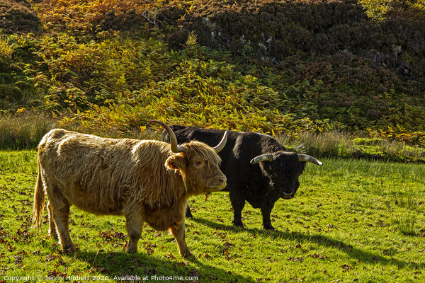 Two Highland Cattle Picture Board by Jenny Hibbert
