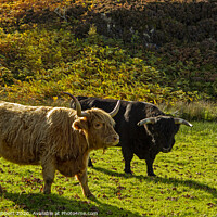 Buy canvas prints of Two Highland Cattle by Jenny Hibbert