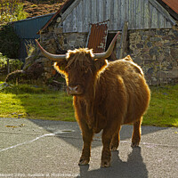 Buy canvas prints of Highland Cow in crofting hamlet of Duirinish by Jenny Hibbert