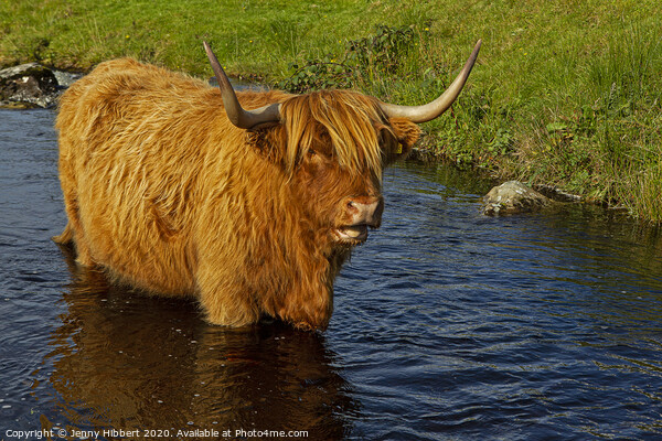 Highland cow cooling off in the stream Picture Board by Jenny Hibbert