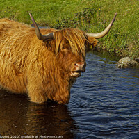 Buy canvas prints of Highland cow cooling off in the stream by Jenny Hibbert