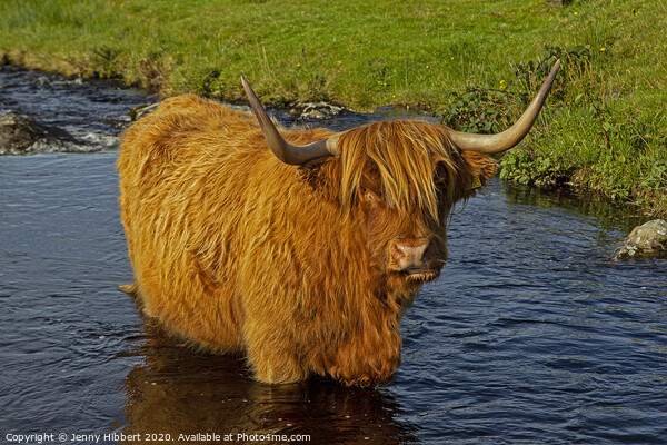 Highland cow standing in a stream in Duirinish Picture Board by Jenny Hibbert